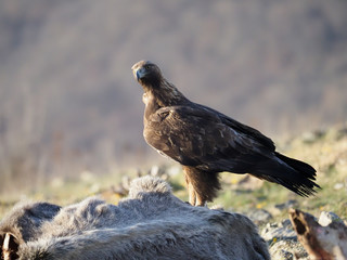 Golden eagle, Aquila chrysaetos