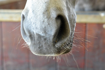 nose of a horse
