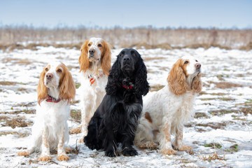 Four dogs of breed of spaniel are sitting in the snow in the frosty winter day