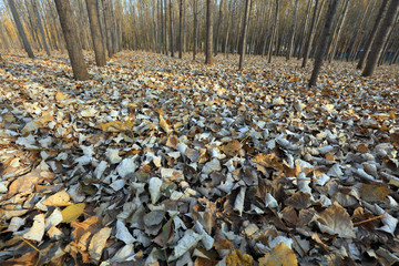 Forest landscape in late autumn