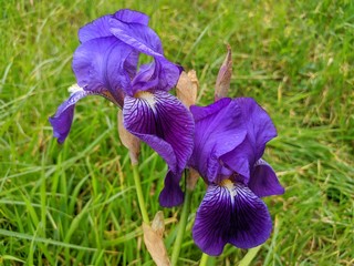 Orris root fleur violette qui pousse près de la mer méditéranée, marseille, france