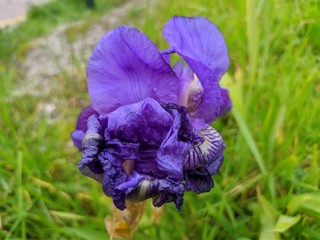 Orris root fleur violette qui pousse près de la mer méditéranée, marseille, france