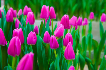 Obraz premium Spring scene of tulip field
