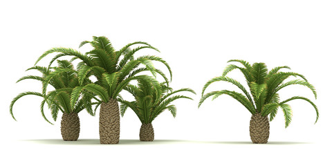 Obraz premium Canary Date Palm Trees