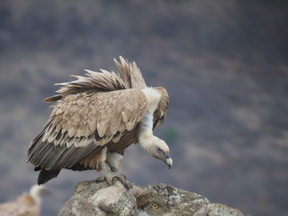 Griffon vulture, Gyps fulvus