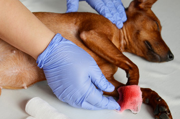 A bloody wound in the dog. Help the animal.