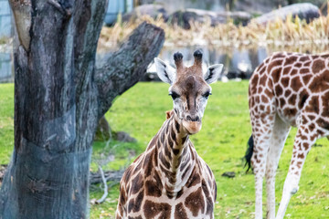 Obraz premium Girage au zoo de Granby, Québec Canada
