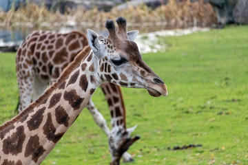 Girage au zoo de Granby, Québec Canada