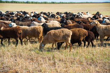 Flock of sheep on the meadow