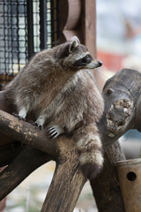 A raccoon is sitting on a tree near the cage.