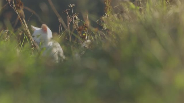 Extremely cute white kitten on a lovely meadow, playing outside - sweet domestic pet playing outside