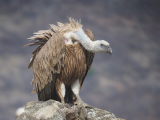 Griffon vulture, Gyps fulvus