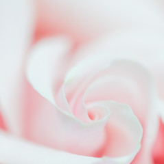 Fototapeta na wymiar Soft focus, abstract floral background, pink rose flower. Macro flowers backdrop for holiday brand design