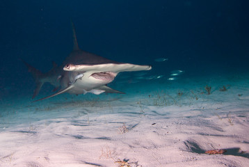Great hammerhead shark. - obrazy, fototapety, plakaty