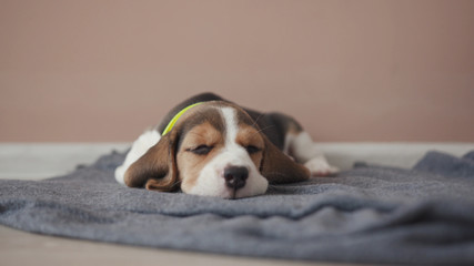 Hound beagle dog peacefully sleeping on a comfort grey blanket on the floor. Beautiful tired sleepy little beagle dog rests at home, close-up view.