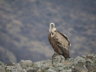 Fototapeta premium Griffon vulture, Gyps fulvus