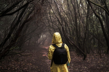 woman traveler in yellow raincoat enjoying hiking in the beautiful scary mystic rainforest trees in Anaga national park on Tenerife islna, Spain.