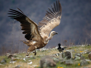 Griffon vulture, Gyps fulvus