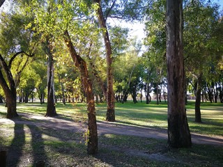 Park trees