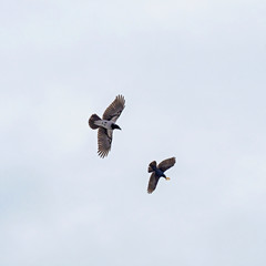 Common raven and hooded crow in flight on sky background.