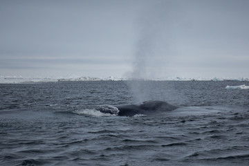 Blue Whale breaches to take air in the high arctic, Norway 