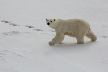 Female polar bear hunting on sea ice threatened by climate change 