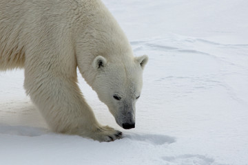 Fototapeta na wymiar Female polar bear hunting on sea ice threatened by climate change 