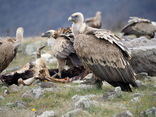 Fototapeta premium Griffon vulture, Gyps fulvus
