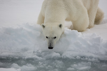 Female polar bear hunting on sea ice threatened by climate change 