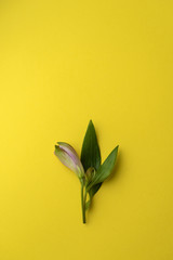 flower bud on a bright yellow background