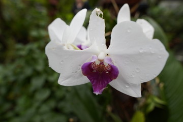 Fototapeta premium Weiße Orchidee 