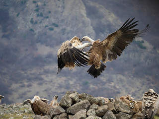 Griffon vulture, Gyps fulvus