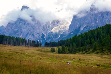 Fototapeta na wymiar Cows graze in autumn meadows in the Dolomites mountains, Italy