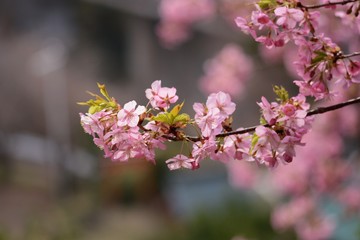 Early blooming cherry blossoms blooming in February. Called Kawazu Zakura in Japan.