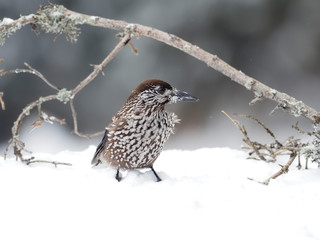 Spotted nutcracker, Nucifraga caryocatactes