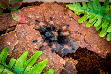 Fototapeta na wymiar Colorful hairy tarantula Brachypelma emilia