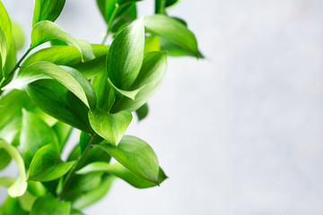 Obraz premium Branches with green leaves on a gray background. Space for text.