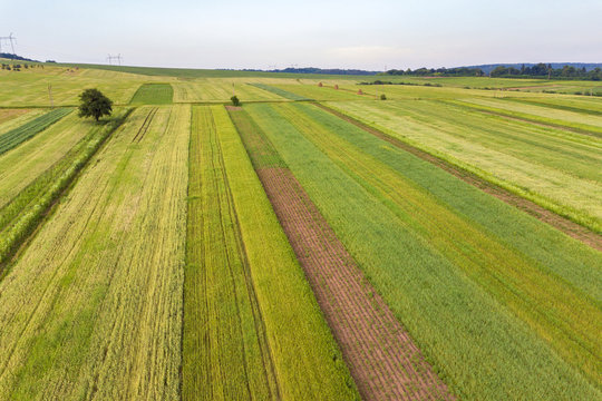 Aerial view of green agriculture fields in spring with fresh vegetation after seeding season.