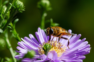 Fliege im Bienengewand