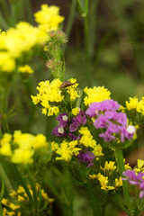 Limonium (Plumbaginaceae) - small yellow and lilac flowers limonium grow and bloom in summer in the garden, stink insect on a flower. Background