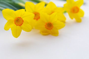 Fresh cutted yellow blooming daffodils on beige background with copy space