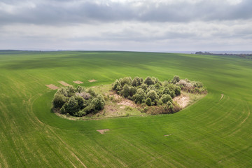 Aerial view of green agriculture fields in spring with fresh vegetation after seeding season.