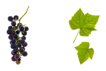 bunch of Cabernet Sauvignon grapes and leaves isolated on white background with copy space in middle
