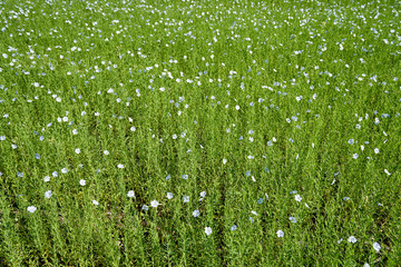 Large flowering field of flax in the spring