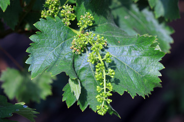 Grape flowers in the garden