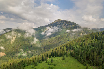 Naklejka premium Aerial view of green Carpathian mountains covered with evergreen spruce pine foreston summer sunny day.
