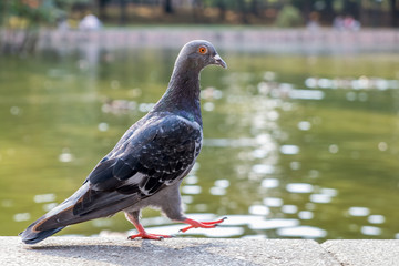 Gray dove bird outdoors in a city park.