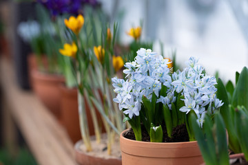 Magic light blue hyacinths potted on wooden background with a copy space, selective focus