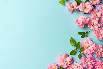 Fototapeta na wymiar Pink flowers on blue background arrangement with copy space