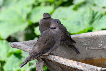 Pigeons on wheelbarrel